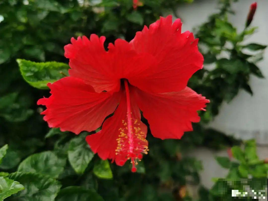 最爱淋雨的花,下雨天搬出去,长得更好 最爱淋雨的花,下雨天搬出去,长得更好