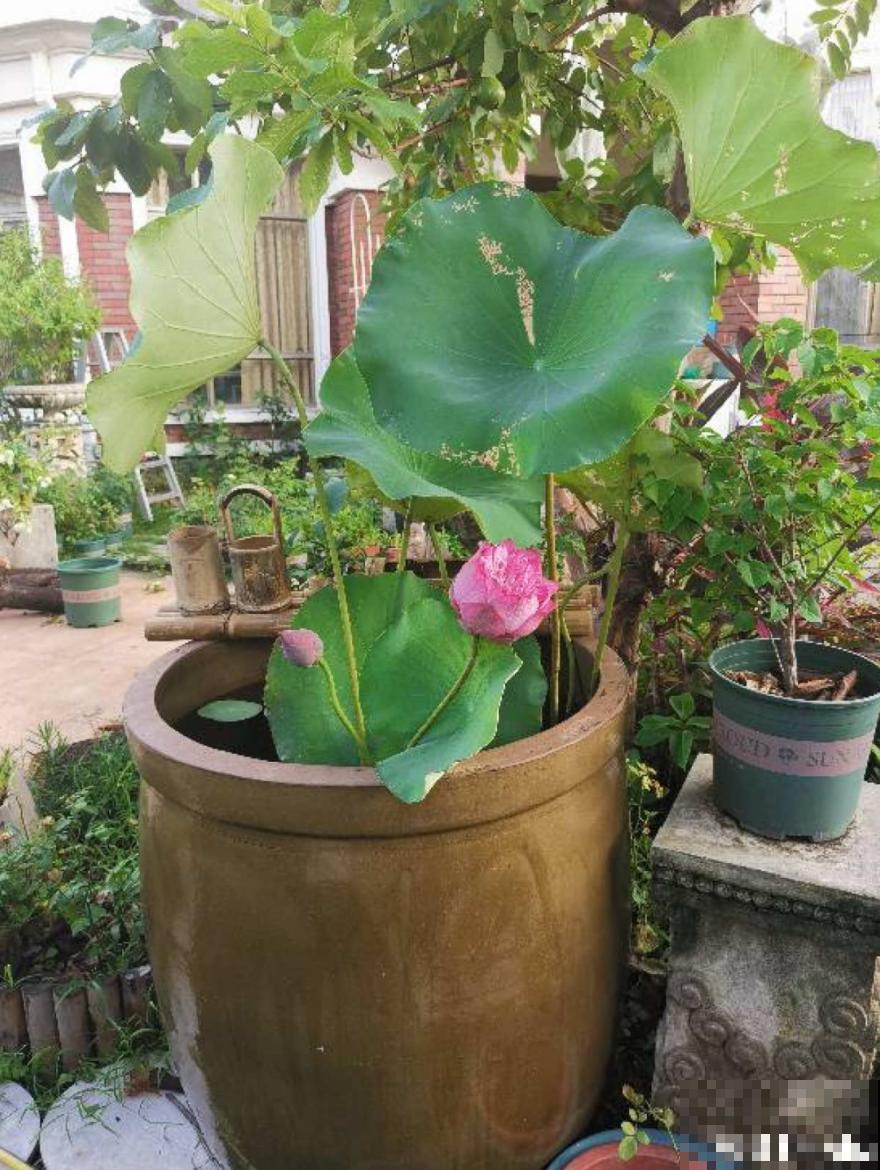 农村捡个大水缸，种点碗莲仙气十足，人见人爱