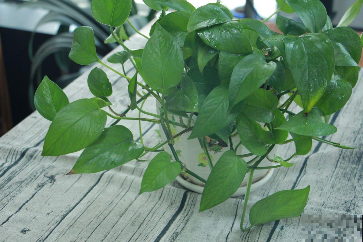 绿萝再好养也有窍门，4个方法，枝条像“喷泉”往外冒