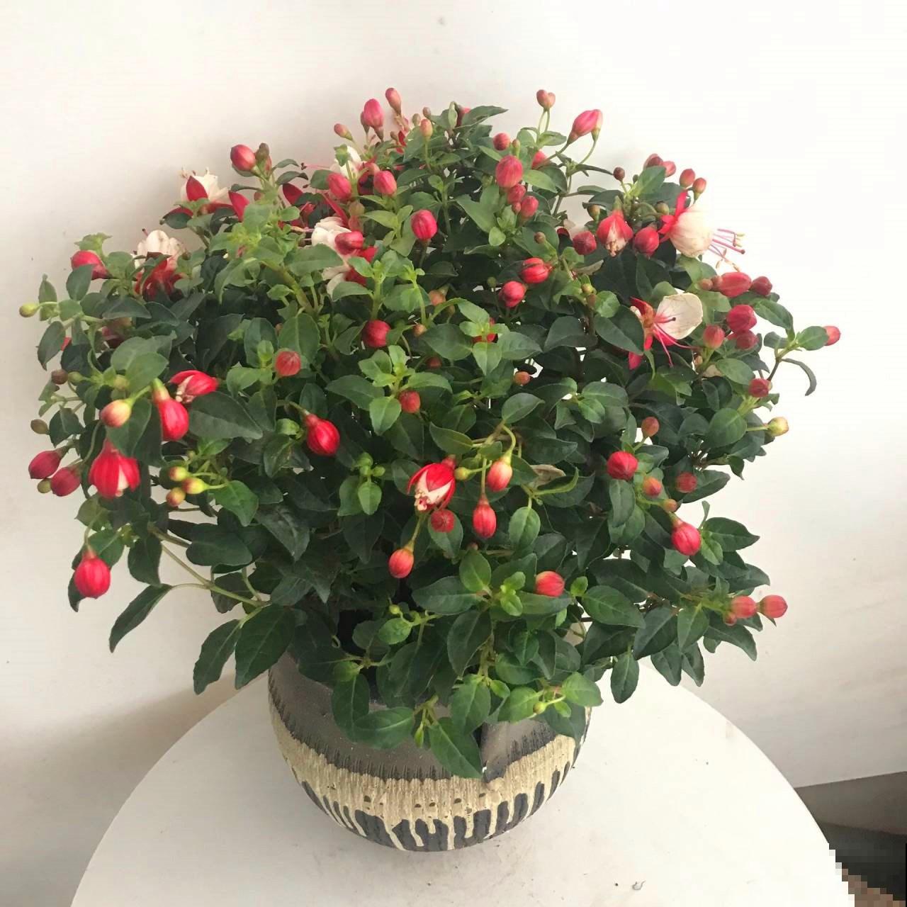 吊钟海棠夏天就是渡劫?注意温度,度夏并不难 吊钟海棠夏天就是渡劫?注意温度,度夏并不难