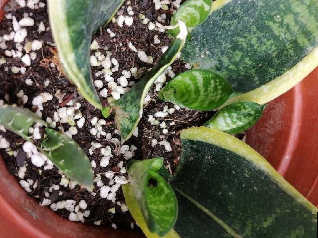 7种花，立秋后换盆，秋冬才能越养越好