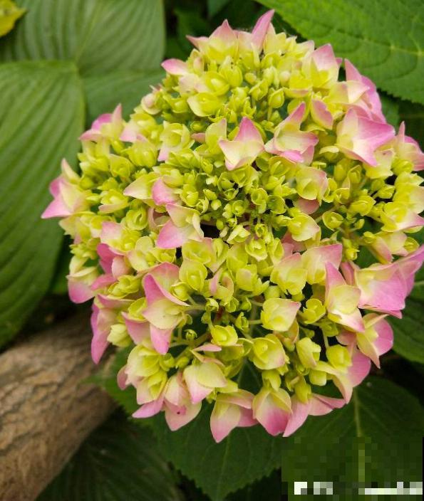 夏天的绣球花,下雨后搬出去,淋雨长更旺 夏天的绣球花,下雨后搬出去,淋雨长更旺
