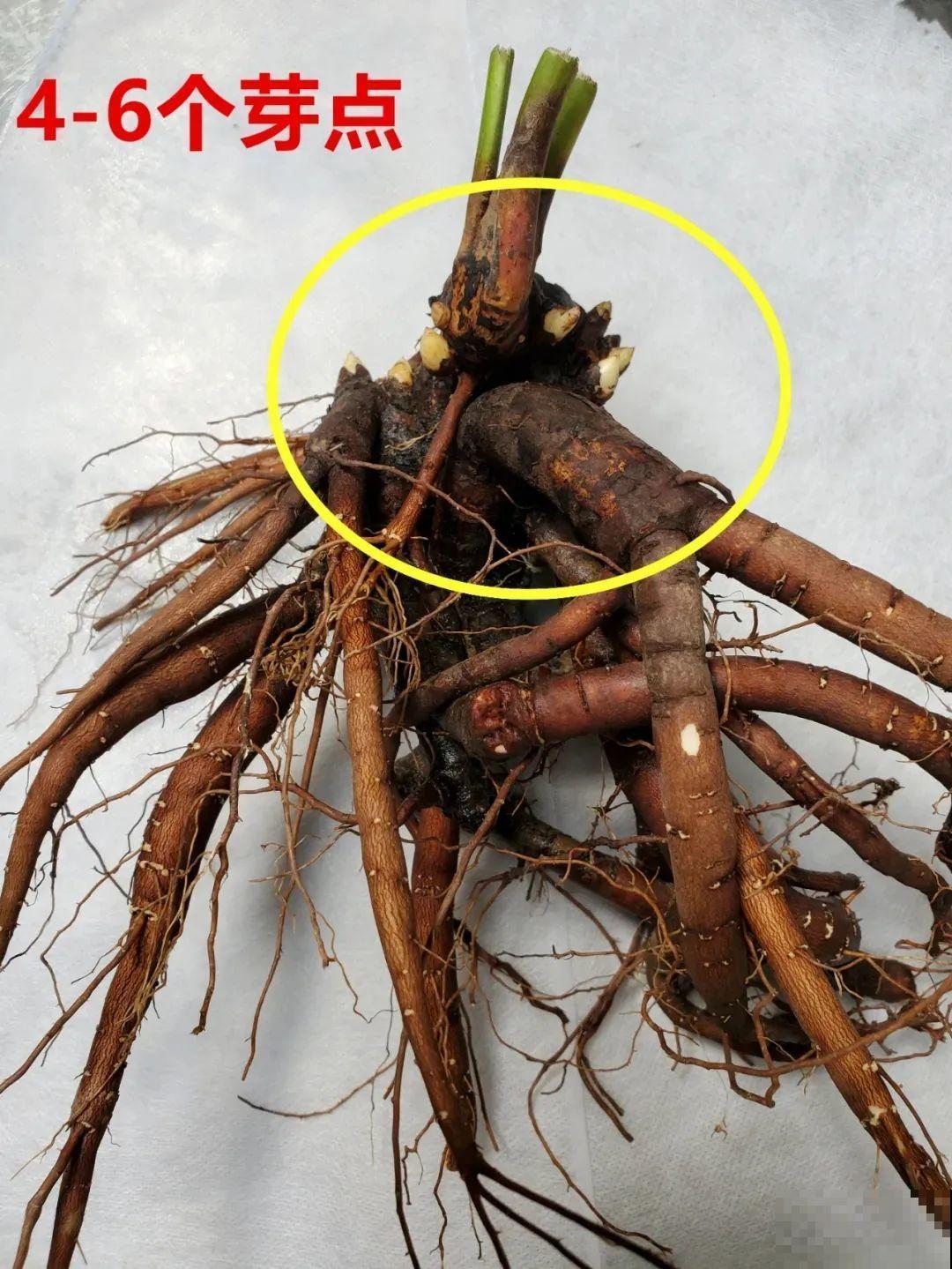 一年只能种一次的花,开花富贵寓意吉祥,堪称“花中宰相” 一年只能种一次的花,开花富贵寓意吉祥,堪称“花中宰相”