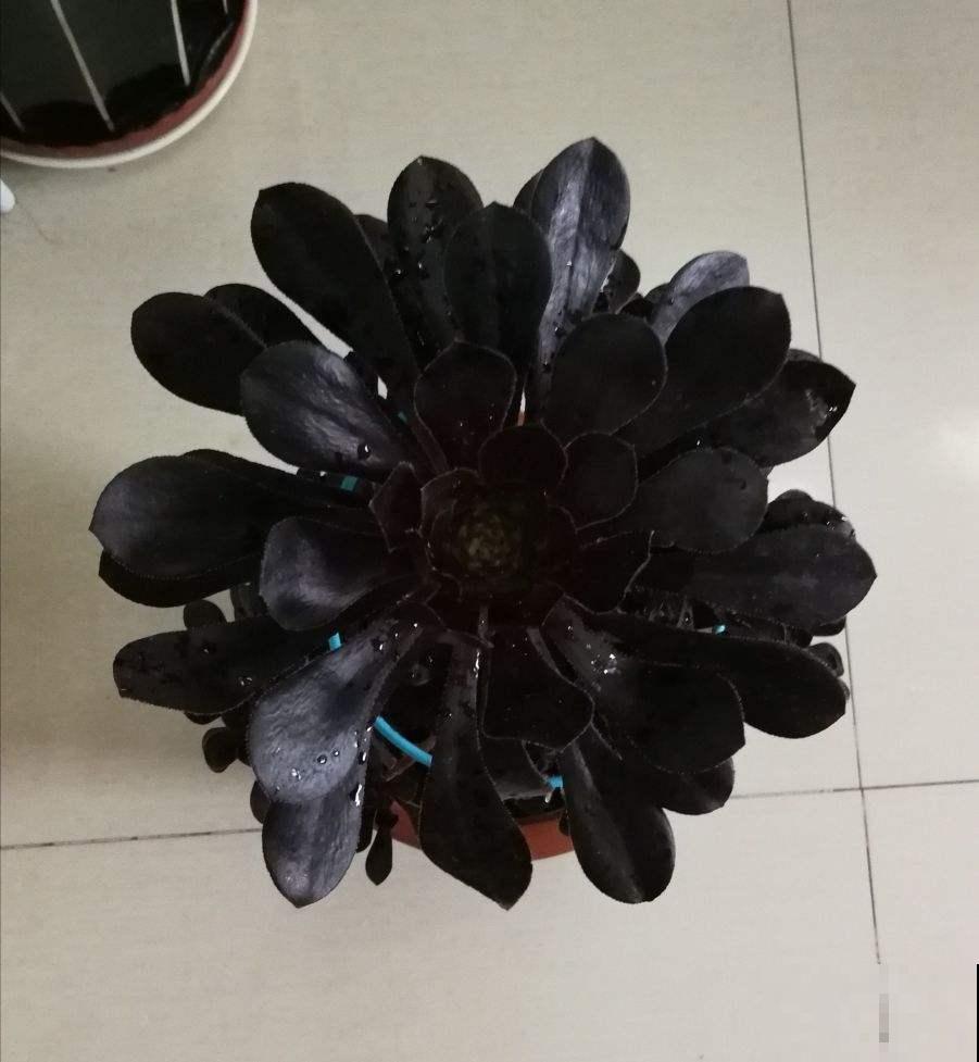 4种“黑色”植物,养起来得劲,却差点被妈妈扔掉 4种“黑色”植物,养起来得劲,却差点被妈妈扔掉