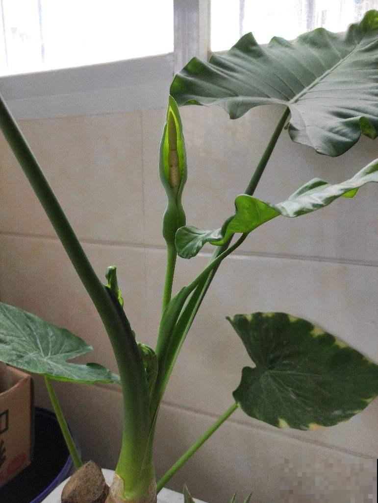 在家里养花一定要谨慎，尤其是这4种，汁液有毒养护要谨慎