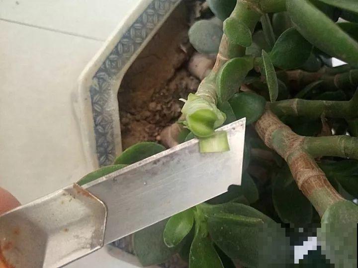 养了30年的玉树,扦插开出9色花,快来沾沾喜气 养了30年的玉树,扦插开出9色花,快来沾沾喜气