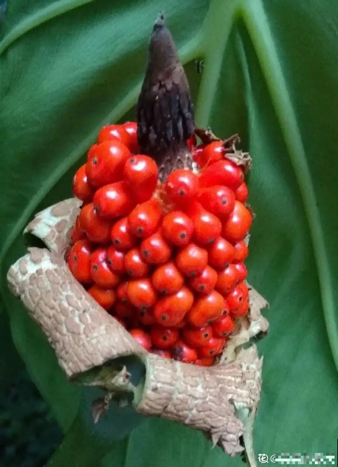 路边的有毒果，被老人捡回家吃，真吓人