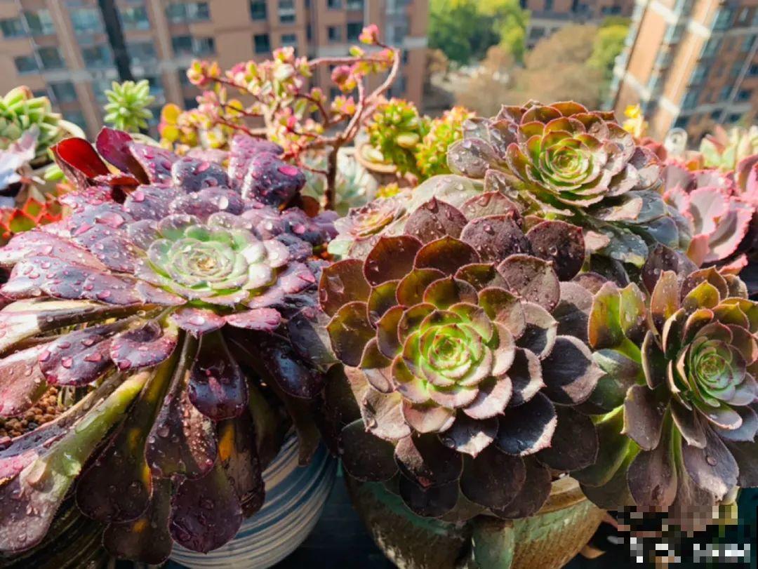 夏天养多肉，学会判断休眠状态，先“保命”要紧