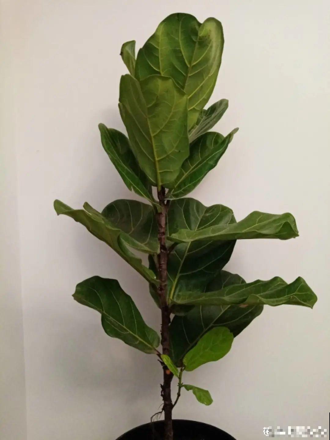 6种花夏天难养，贴土面砍一刀，新芽呼呼冒