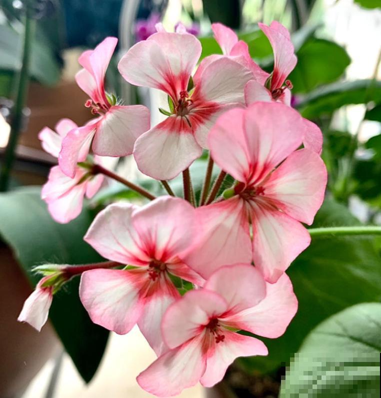 新手养花，记住“4个有”，养活植物没问题