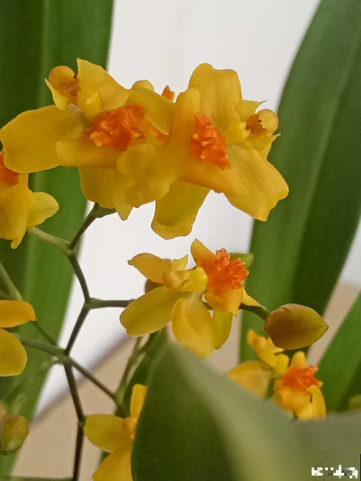 4种花现在正“饿”，多给它补点大补肥，才能长得壮