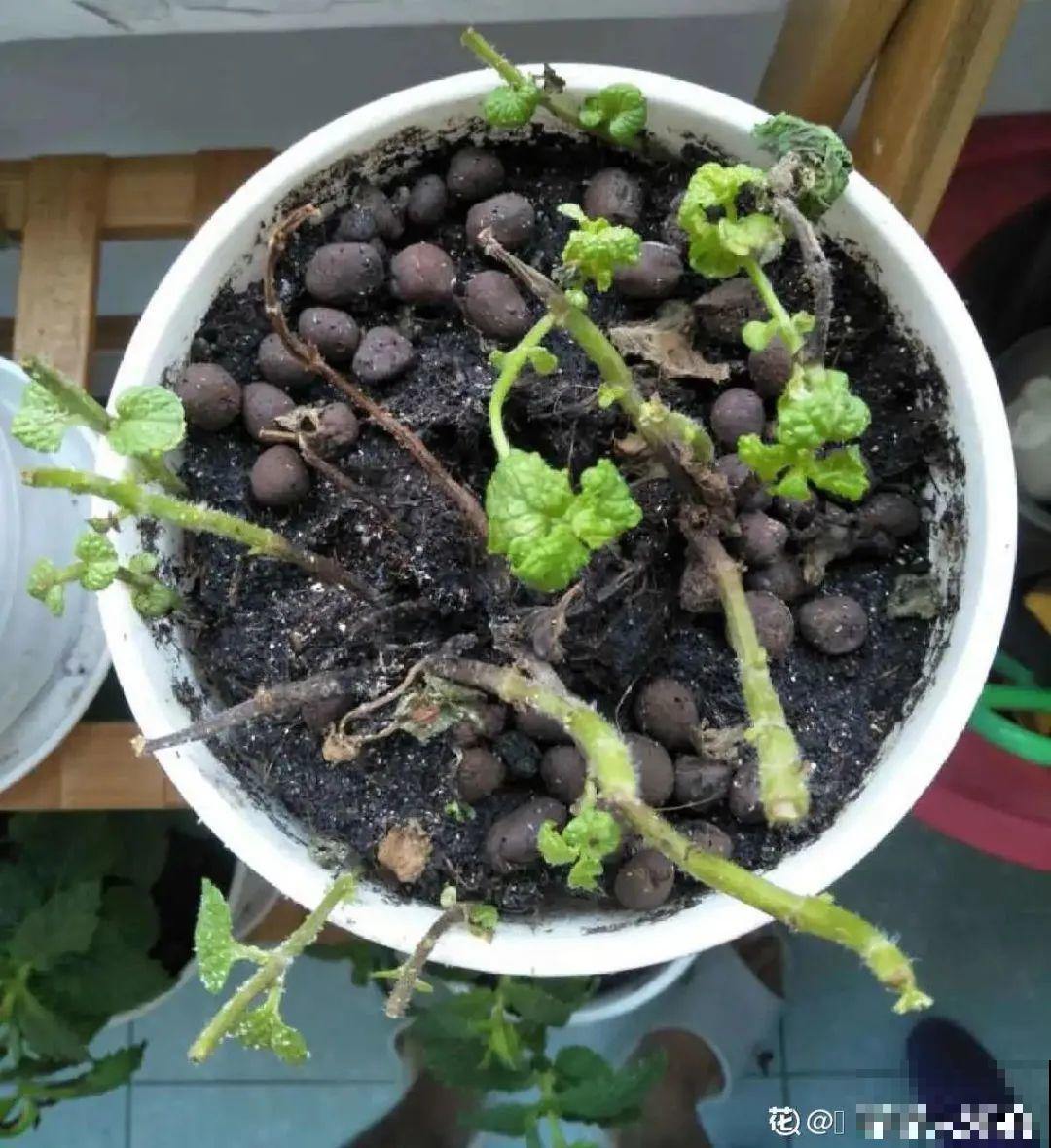 夏天养花，就怕乱浇水，千万不能积水