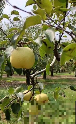 进入8月，梨树要注意3要点，养好了明年大丰收