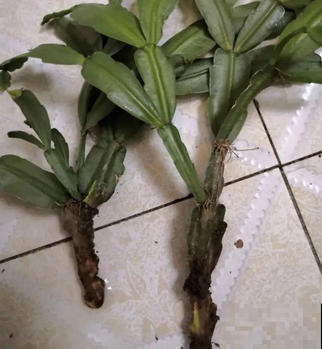 三伏天,8种花进入“鬼门关”,切莫大意 三伏天,8种花进入“鬼门关”,切莫大意