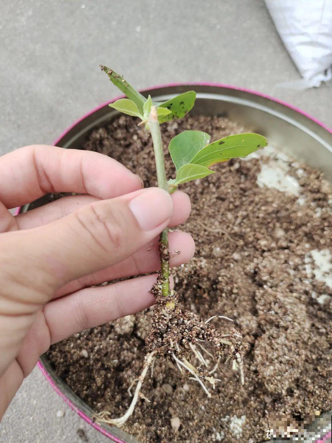 8种花，越热越扦插，大白根呼呼冒