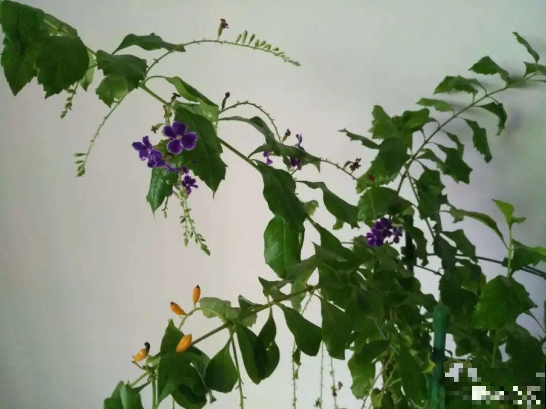 10种花，一天不见水就萎缩，狂补水就对了！