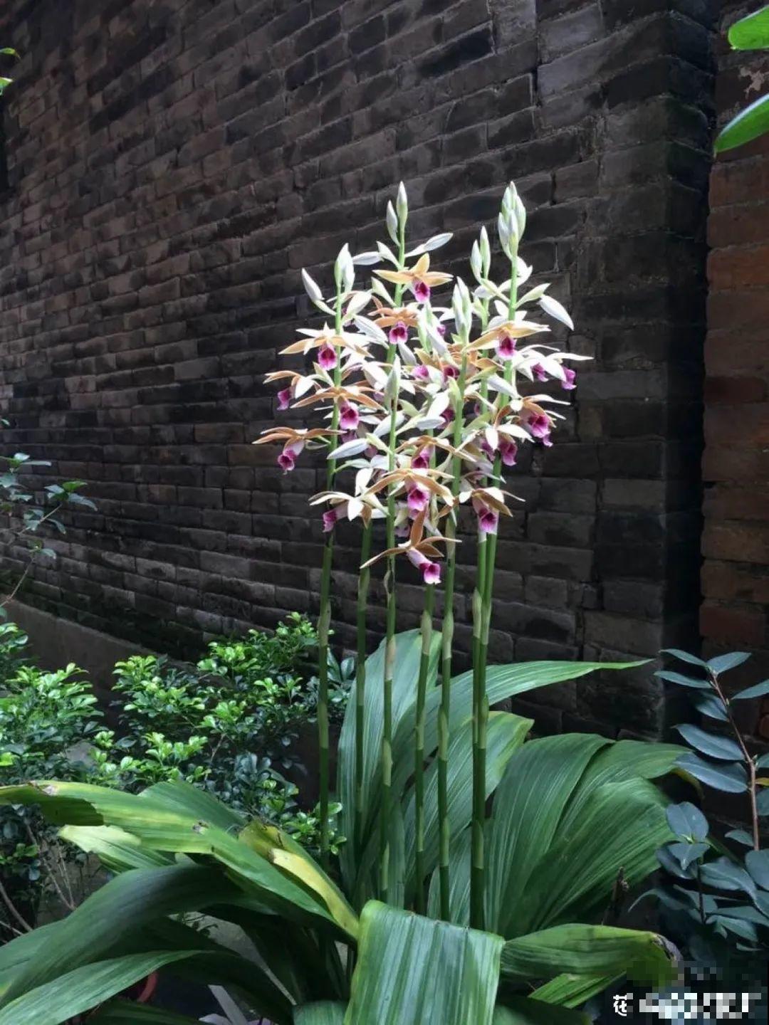 仙气飘飘的花，颜值高、花期长，养一盆不亏