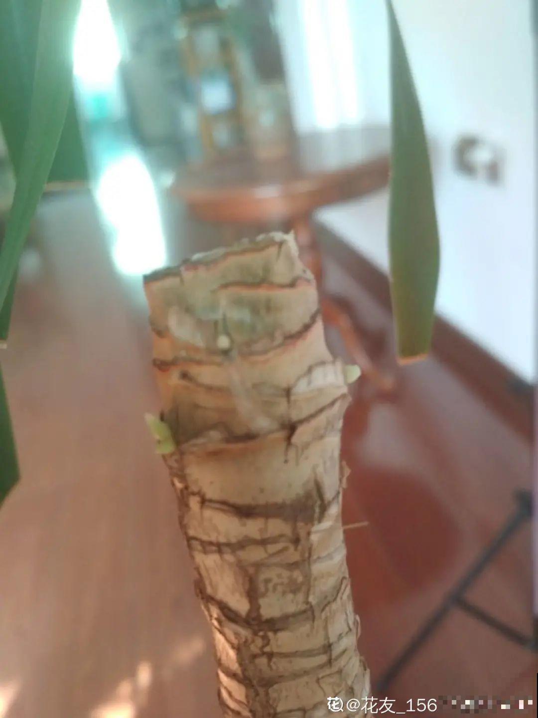 6种花夏天难养，贴土面砍一刀，新芽呼呼冒