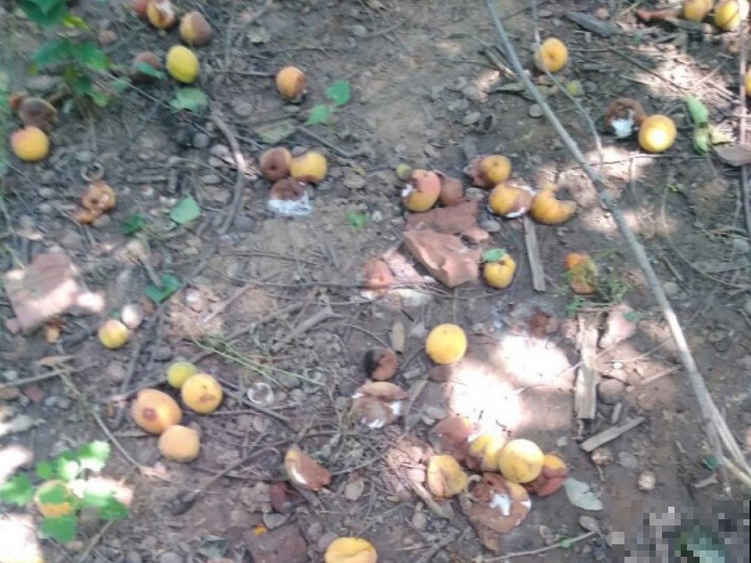 前不栽桑，后不栽柳，院中不种“鬼拍手”，是迷信还是智慧？