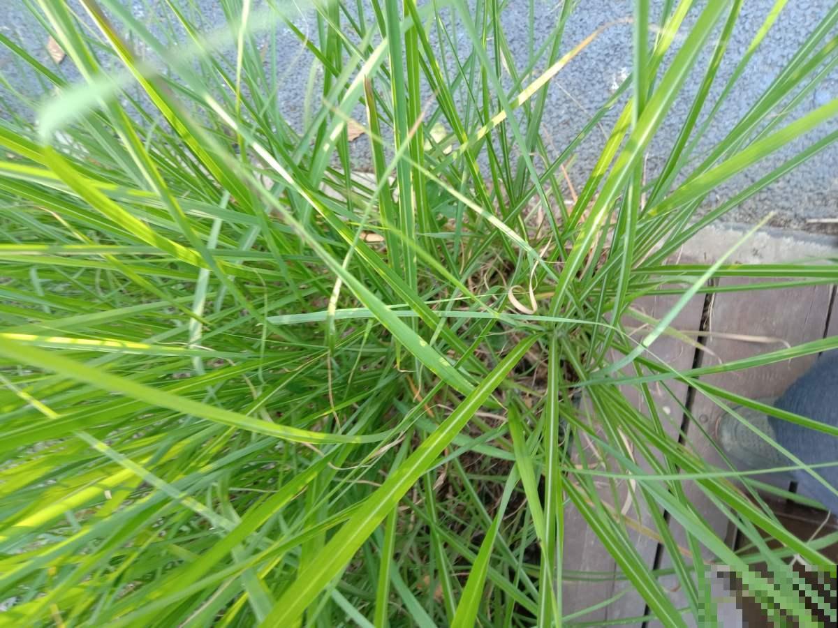 童年常见的20种花，城里很难见到，你认识几种