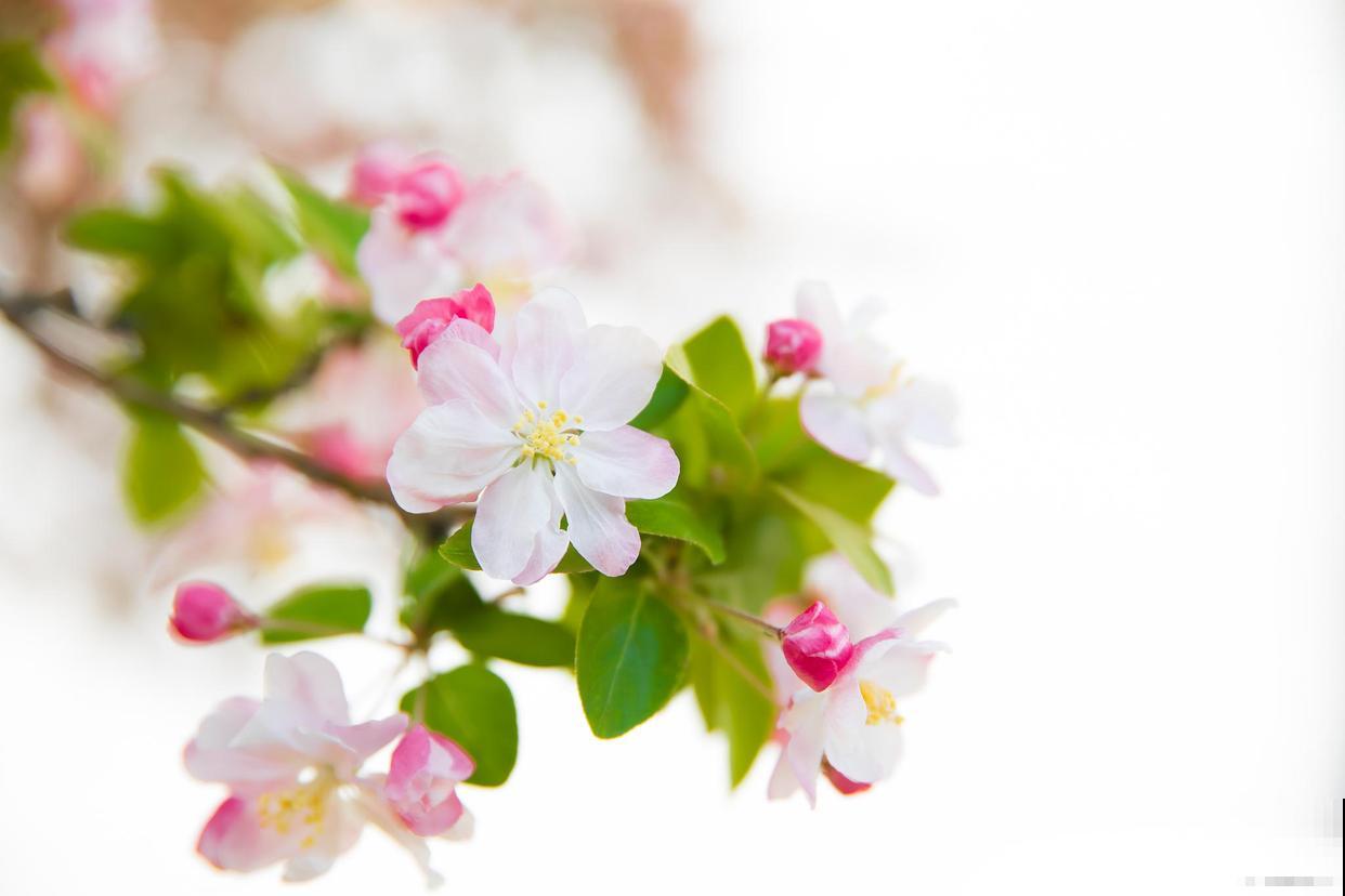 家里养盆海棠花，4个养护要点要记住，植物养得超壮