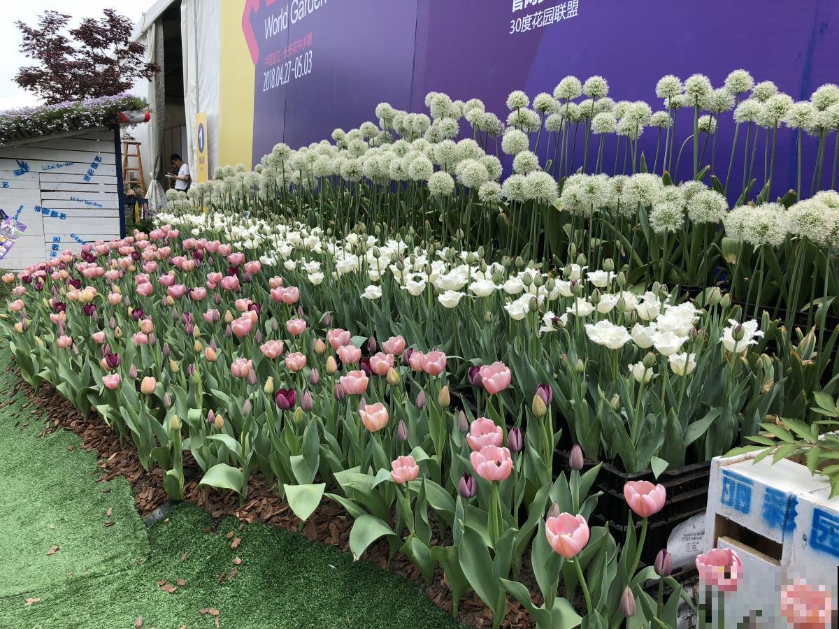 路边的野花不要采:这4种路边花,好看却不可触碰! 路边的野花不要采:这4种路边花,好看却不可触碰!