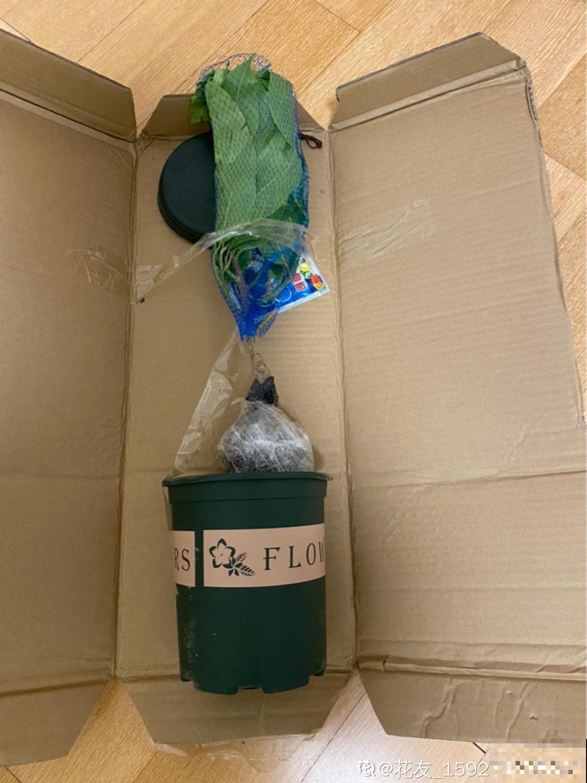 网购的花，拿到手后做4步，很快恢复状态