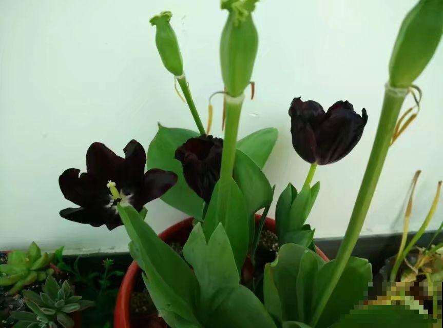 4种“黑色”植物，养起来得劲，却差点被妈妈扔掉