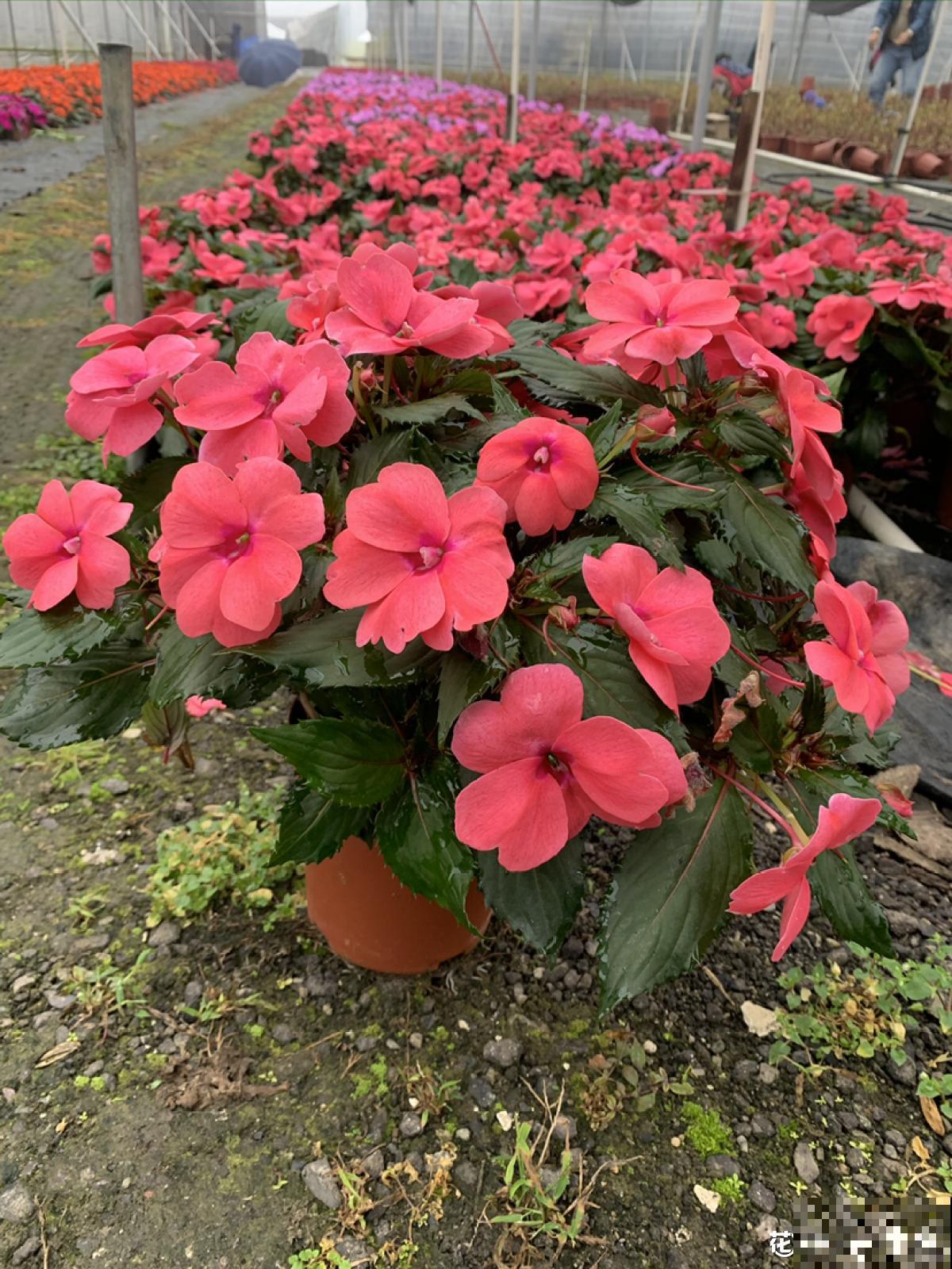 老中医爱养的60种植物，图文并茂特详细，种一盆养人养身心