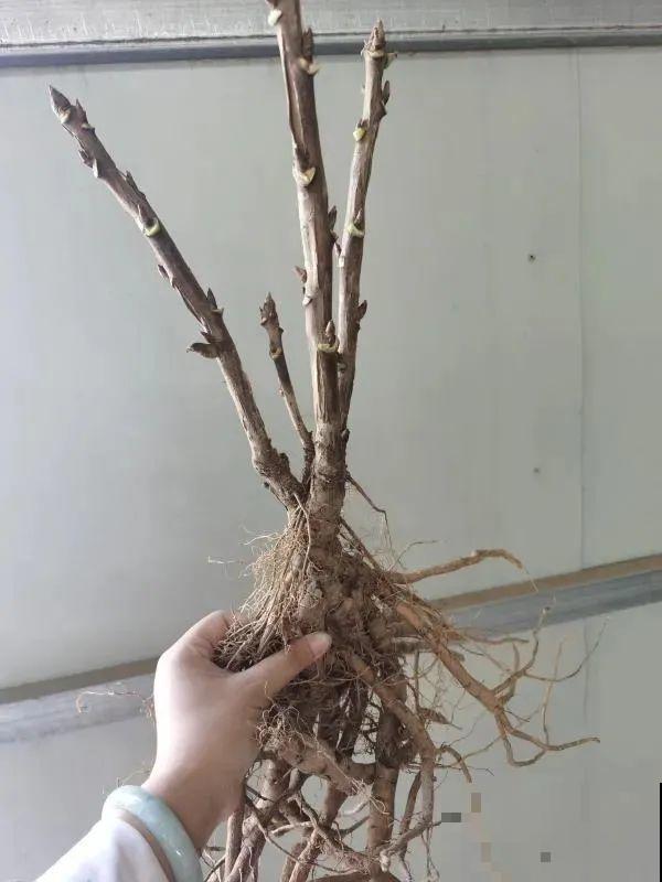 中国人最爱养的花，富贵又大气，养大门口特有面子！