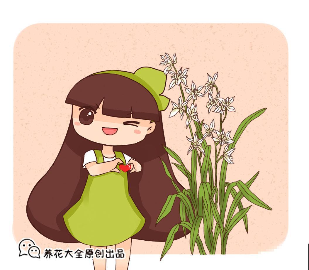 你养的未必是兰花，种类多差别细，国兰种类大科普