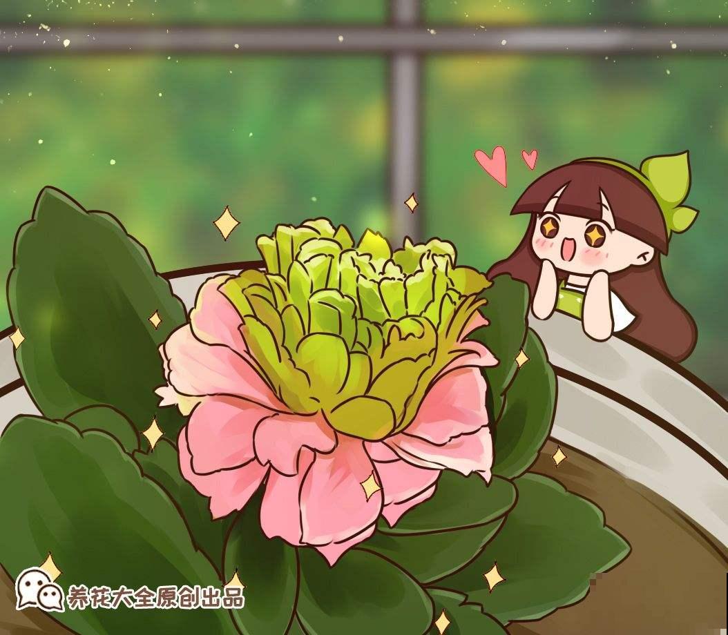 6步养好长寿花，花期超长还能健康长寿