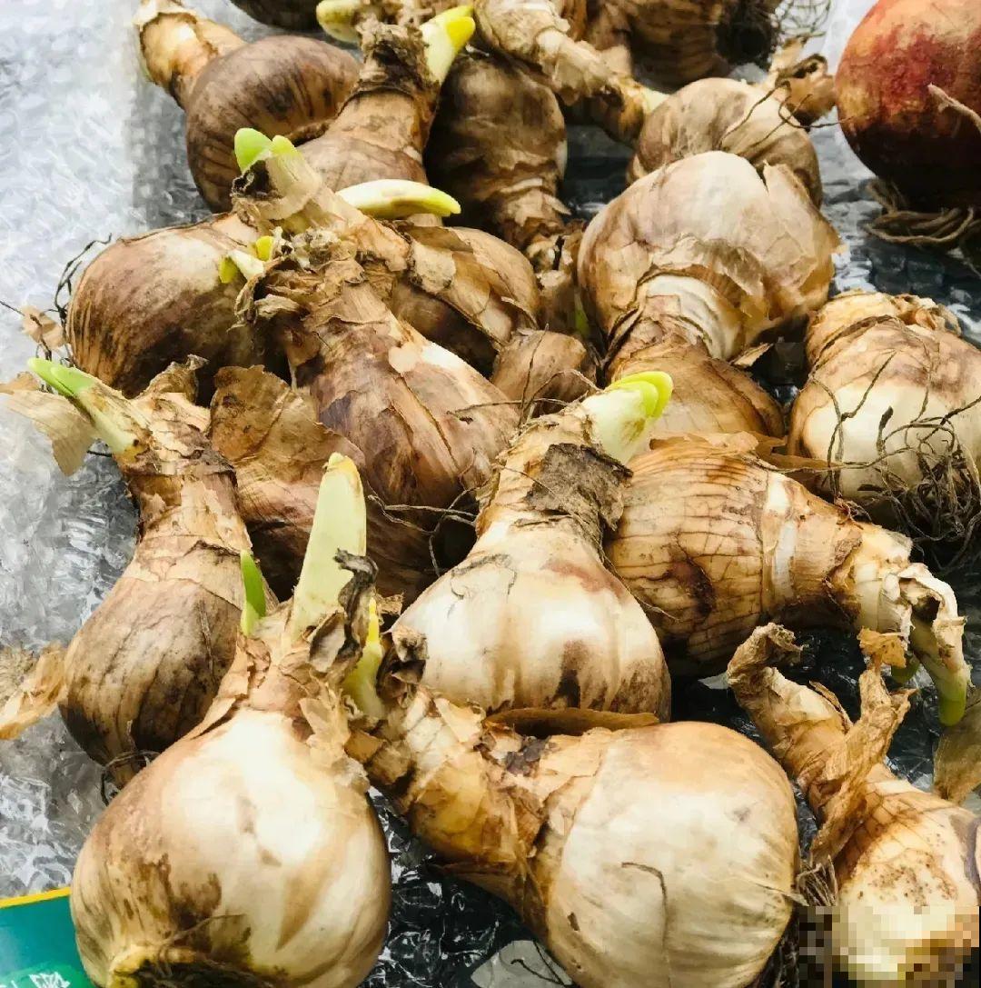 家里养的“仙女花”，奶奶非说是芹菜，还薅一把想炒菜吃