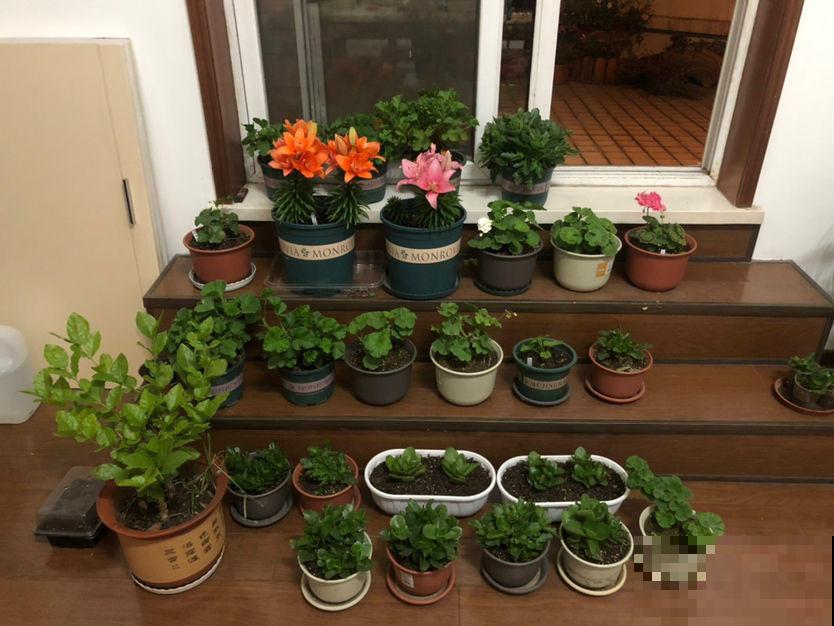 夏日太热，怕植物旱死？记住这4个妙招