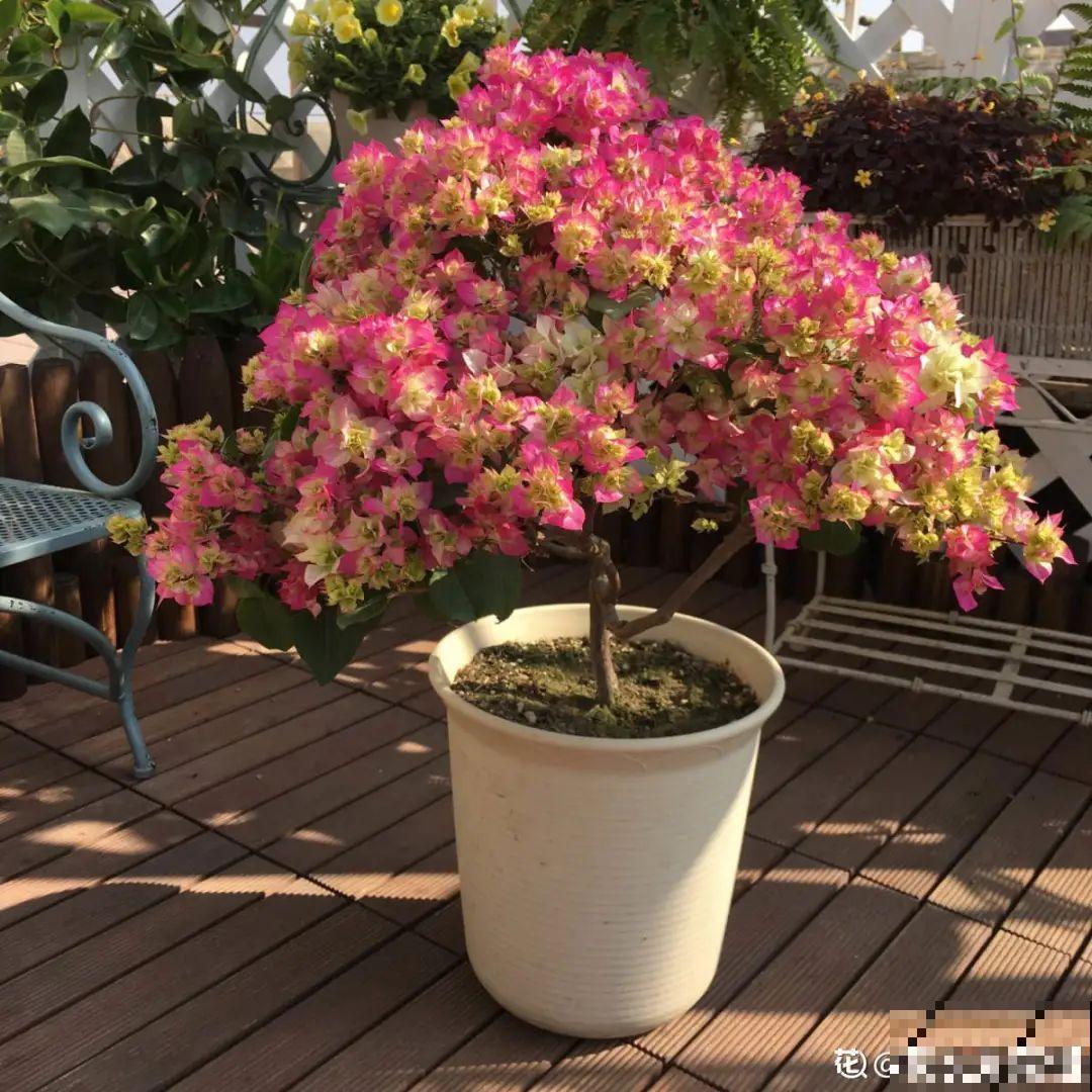 6种花耐高温，夏天也能养开花
