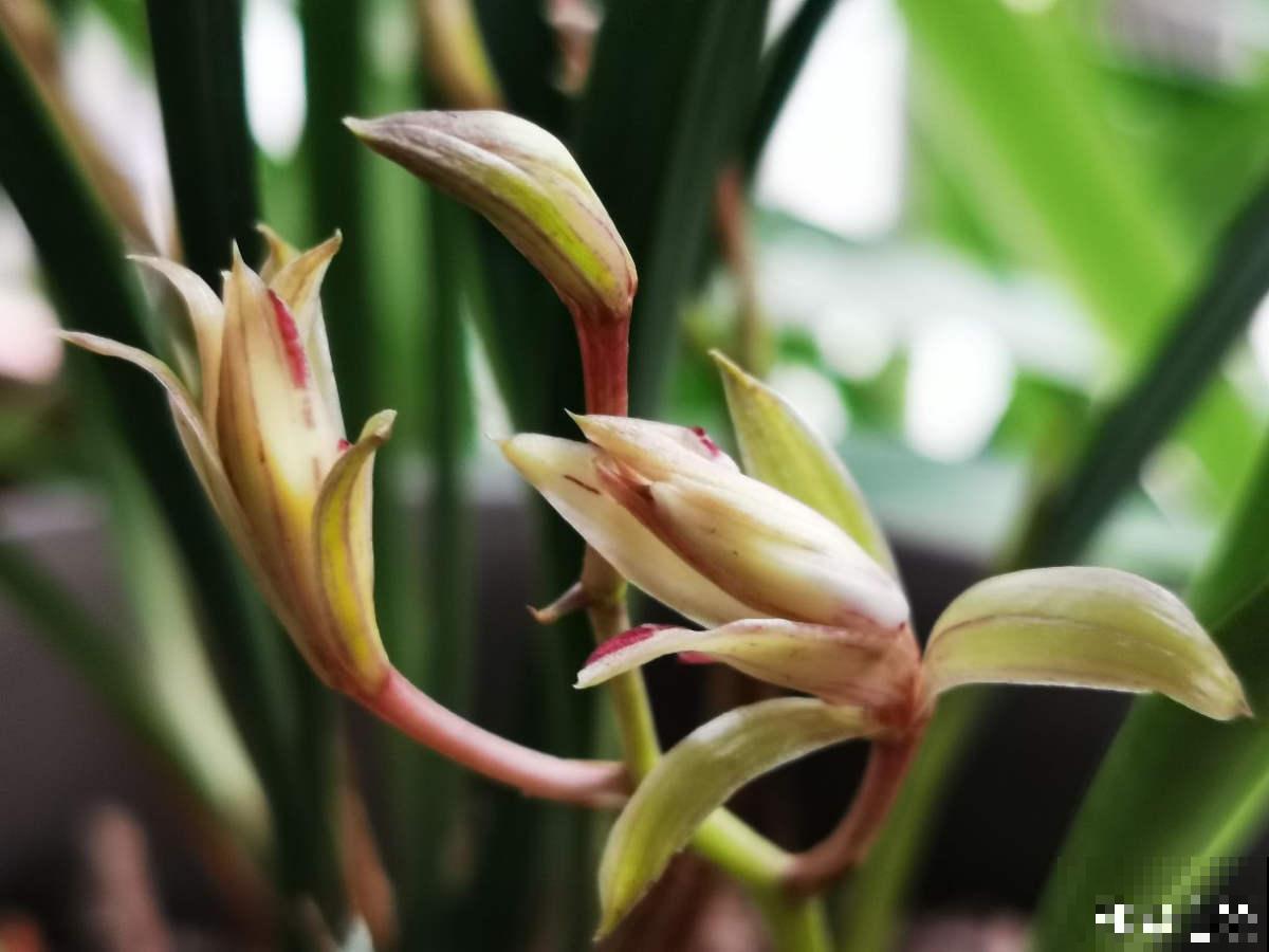 养兰人经常犯的错误，踩“雷”概率挺大，怪不得难养好