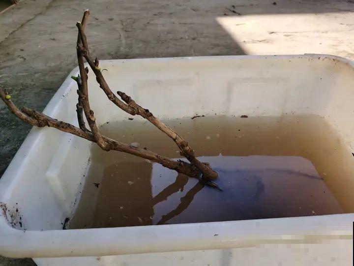 中国人最爱养的花，富贵又大气，养大门口特有面子！