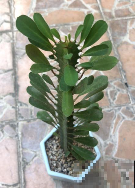 3种花长的跟“三胞胎”似的,还有“守家”的说法,适合居家养护 3种花长的跟“三胞胎”似的,还有“守家”的说法,适合居家养护