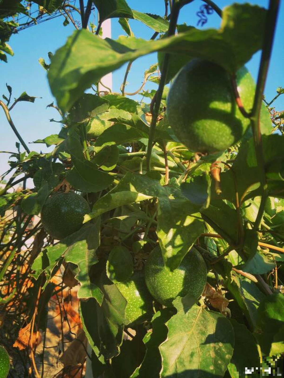 一棵百香果，3种养殖方法，爬藤扎地任你选