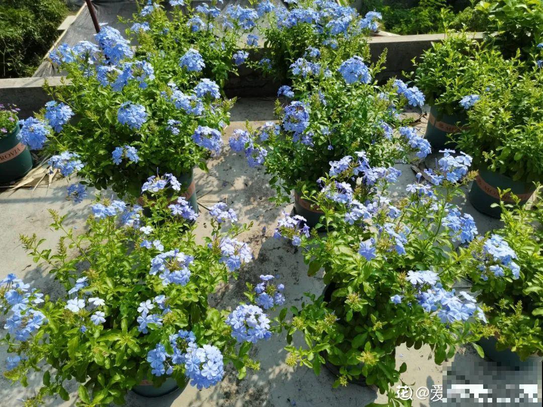养花大神的爆花技巧，我给大家偷来了，赶紧学