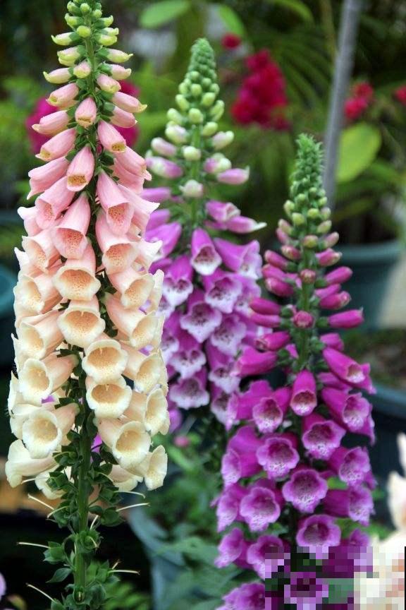 今年超流行小众植物，美而不俗，气质一绝