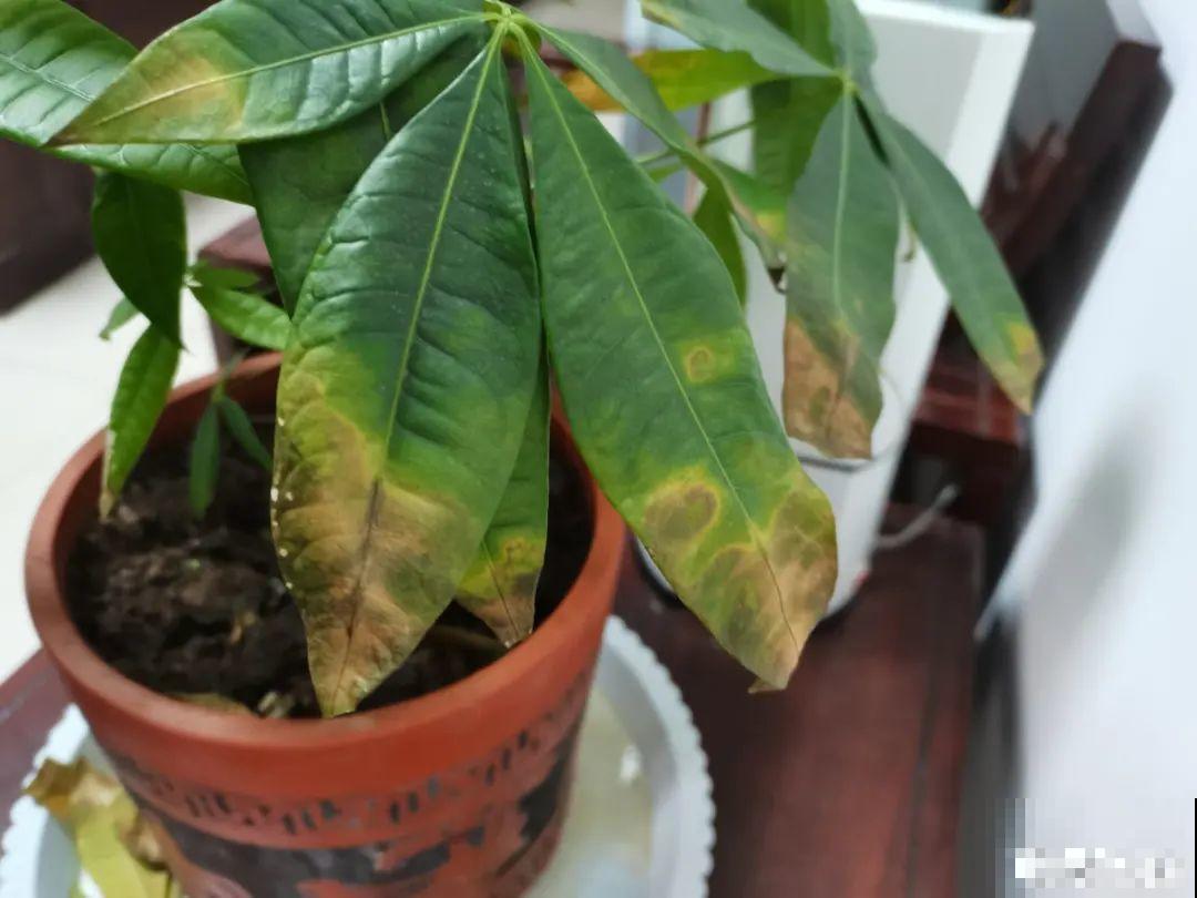 9种花最怕下雨天，一淋雨就死，太心疼了