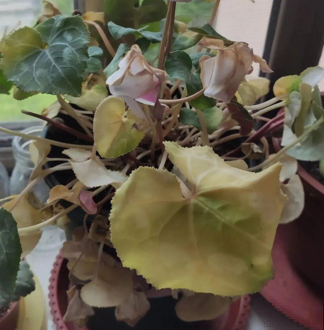 8种花夏天不能买,买回来就死,白浪费钱 8种花夏天不能买,买回来就死,白浪费钱