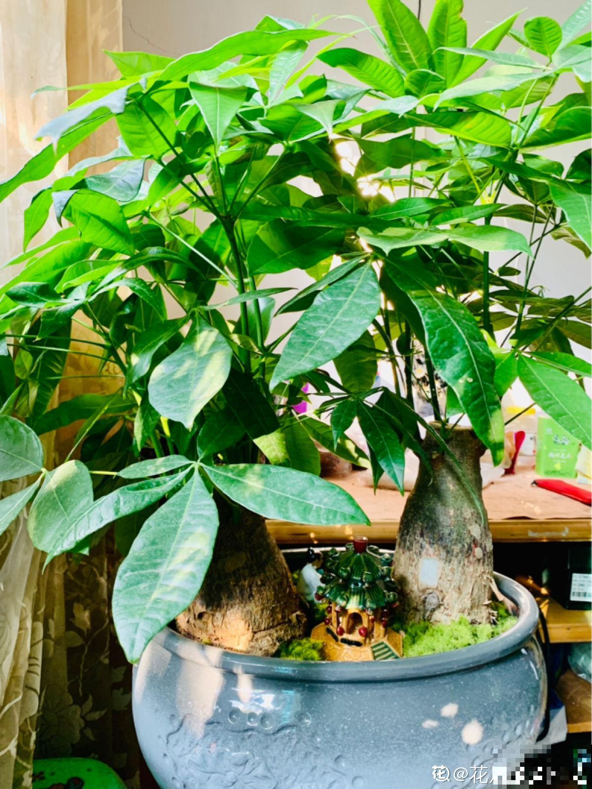 招财寓意植物大盘点，15种花养家里，有吉祥好兆头