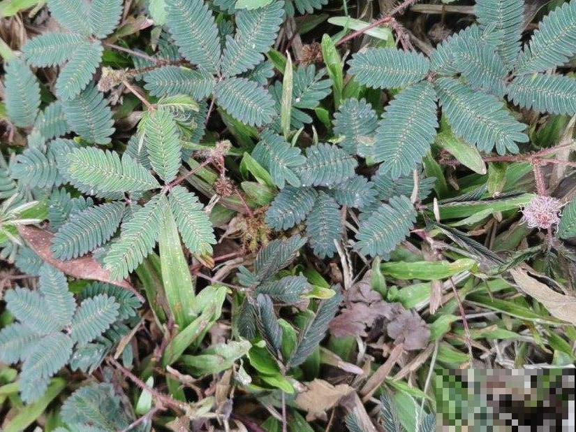 入侵植物爬进门，赶紧用开水烫死，不然就长疯了