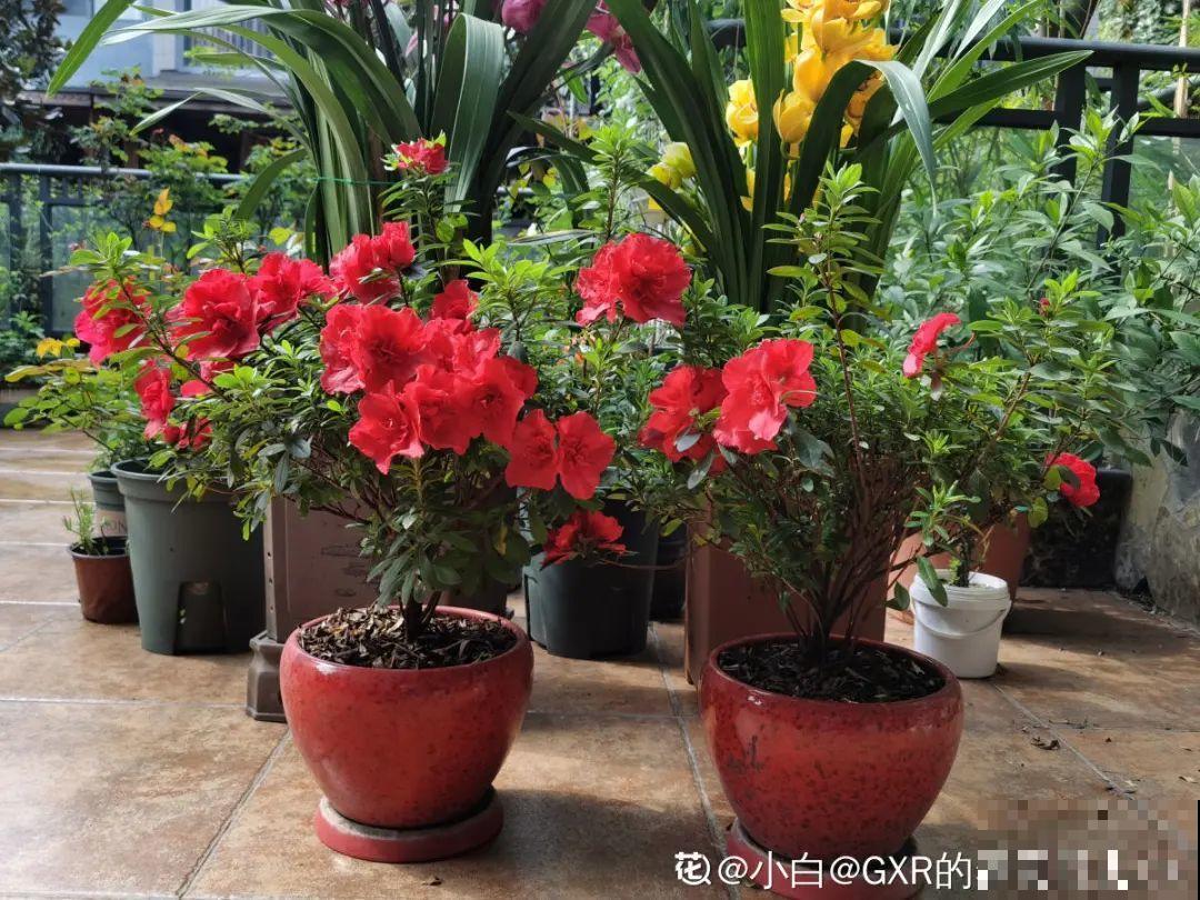 百合开花后，养分消耗太大，补充肥料是关键