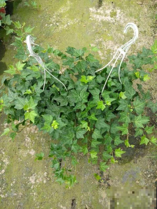 家里有老人，就养4种“寿星花”，好养活寓意好