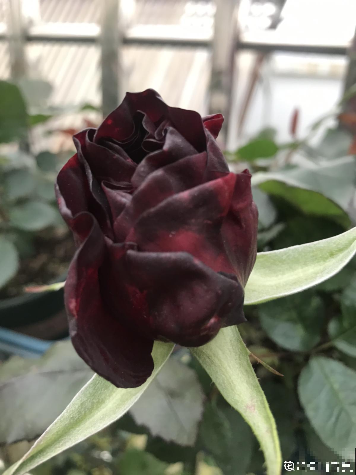 4种“黑色”植物,养起来得劲,却差点被妈妈扔掉 4种“黑色”植物,养起来得劲,却差点被妈妈扔掉