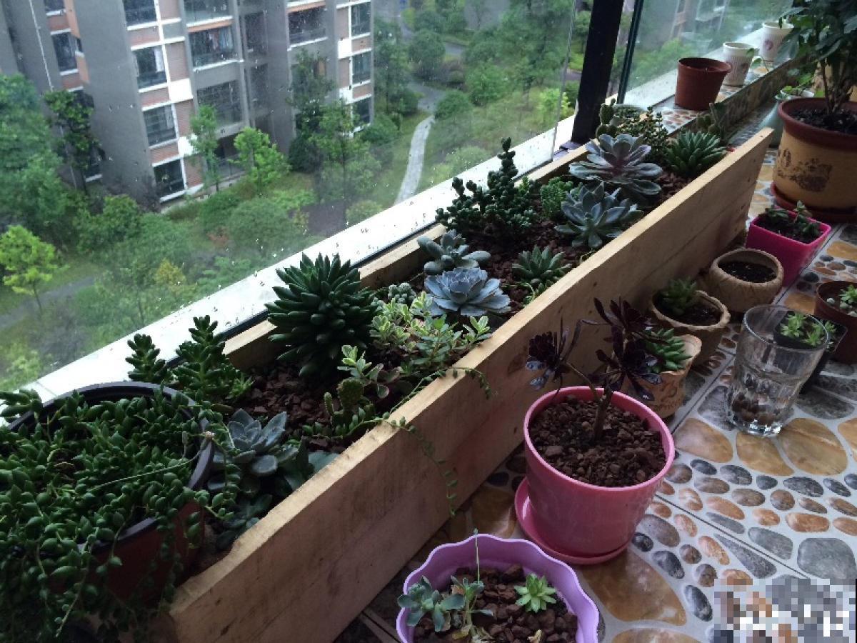 植物雨季没处躲，勤排水多打理，从此不怕下雨天