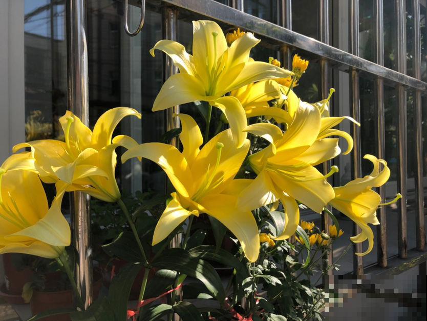 养花前，先搞清楚直射光和散射光，并非所有花都喜欢强光